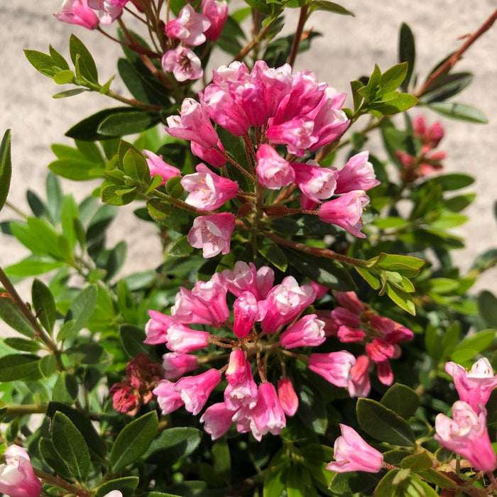 Rhododendron Bloombux Magenta 2 Litre Pot
