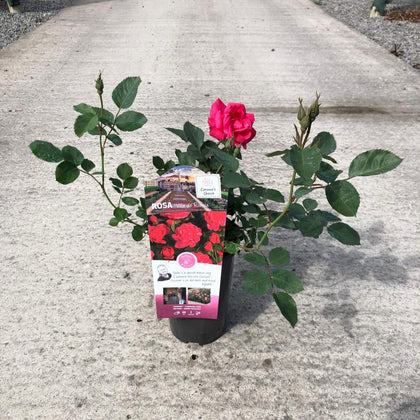 Rose Ville De Roeulx 3 Litre Pot