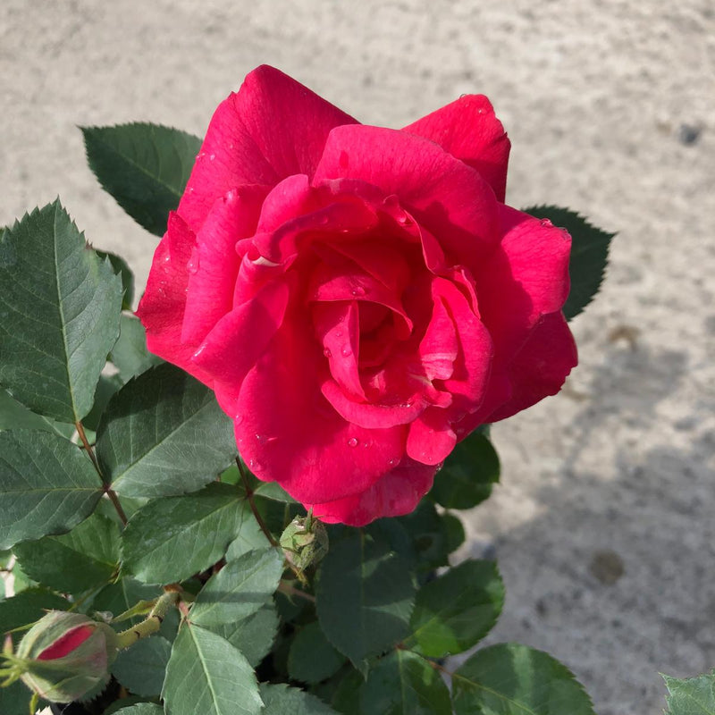 Rose Ville De Roeulx 3 Litre Pot