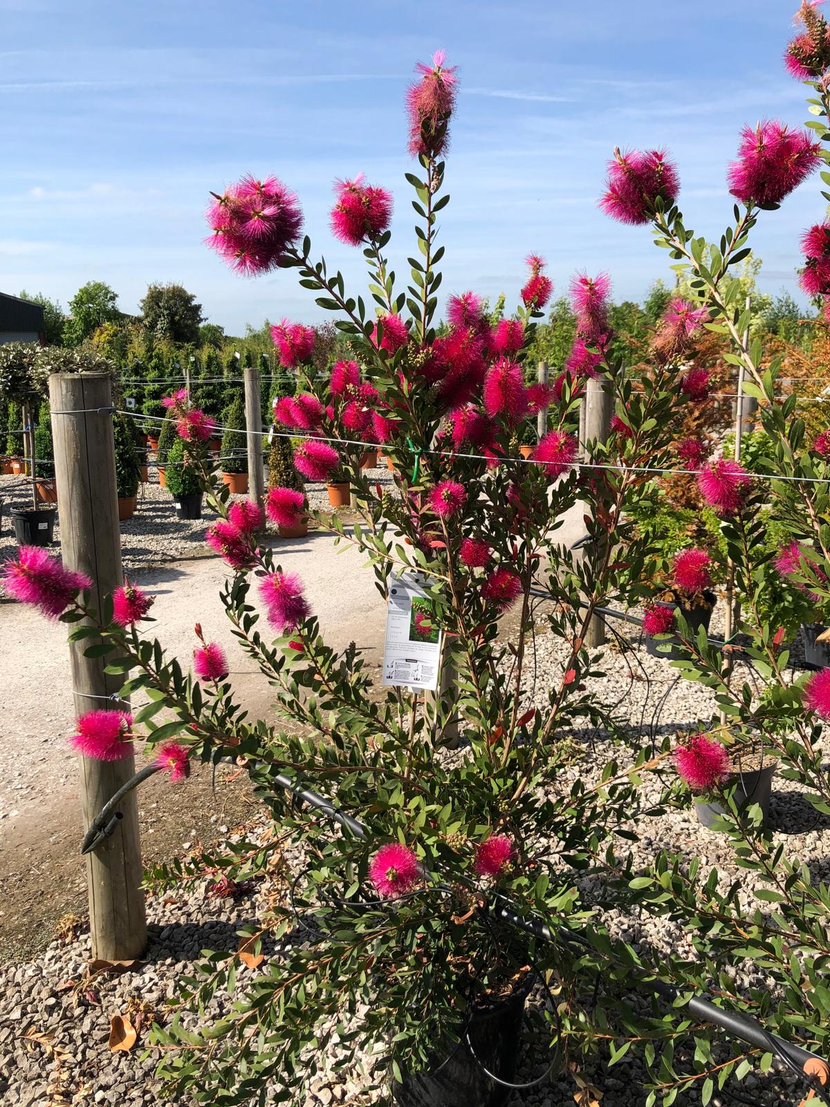 Callistemon viminalis Hot Pink 15 Litre Pot