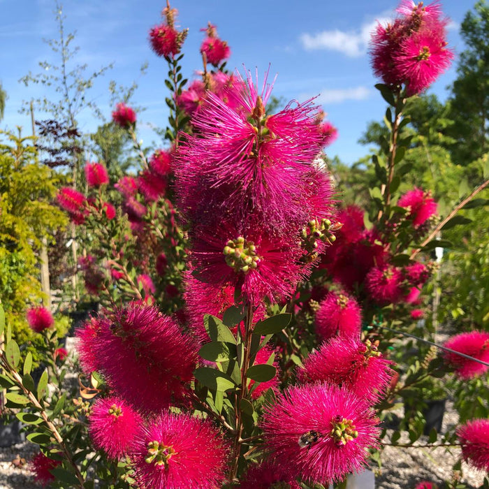 Callistemon viminalis Hot Pink 15 Litre Pot