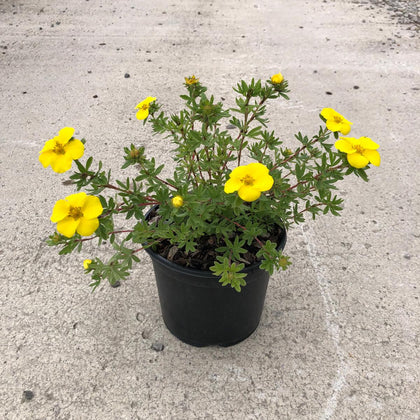 Potentilla fruticosa Goldstar 3 Litre Pot