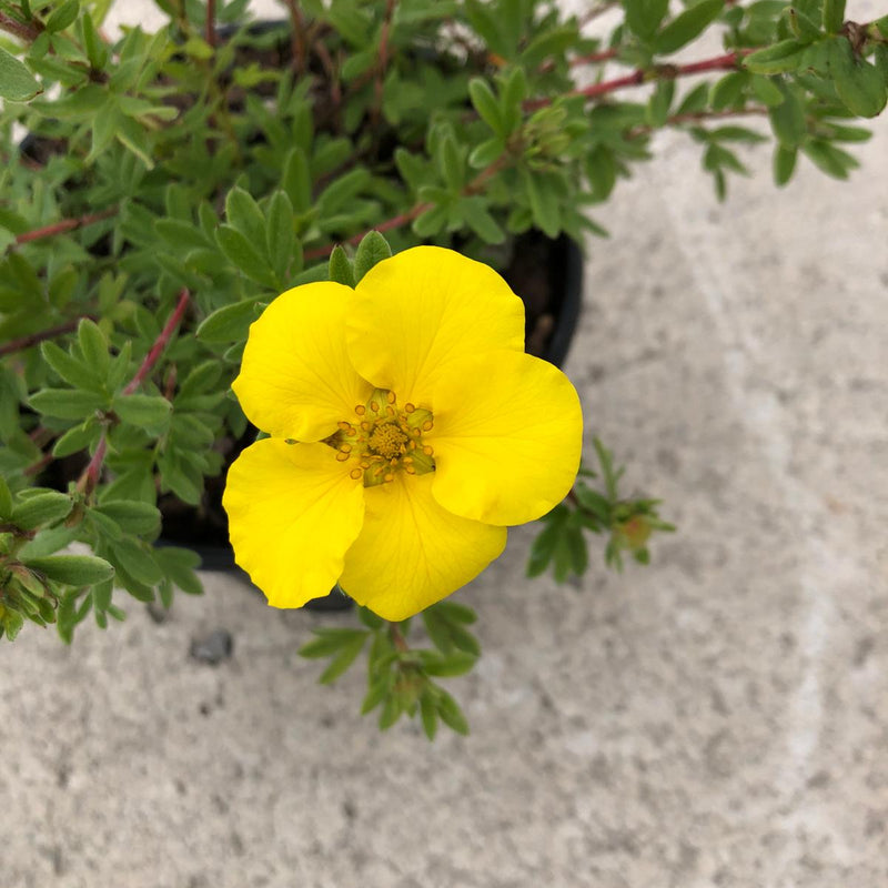 Potentilla fruticosa Goldstar 3 Litre Pot