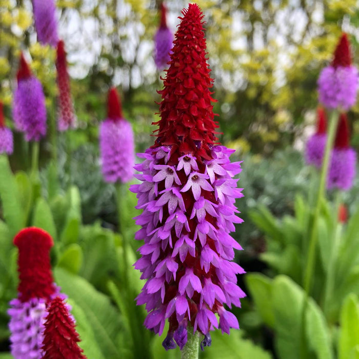 Primula Vialii 3 Litre Pot