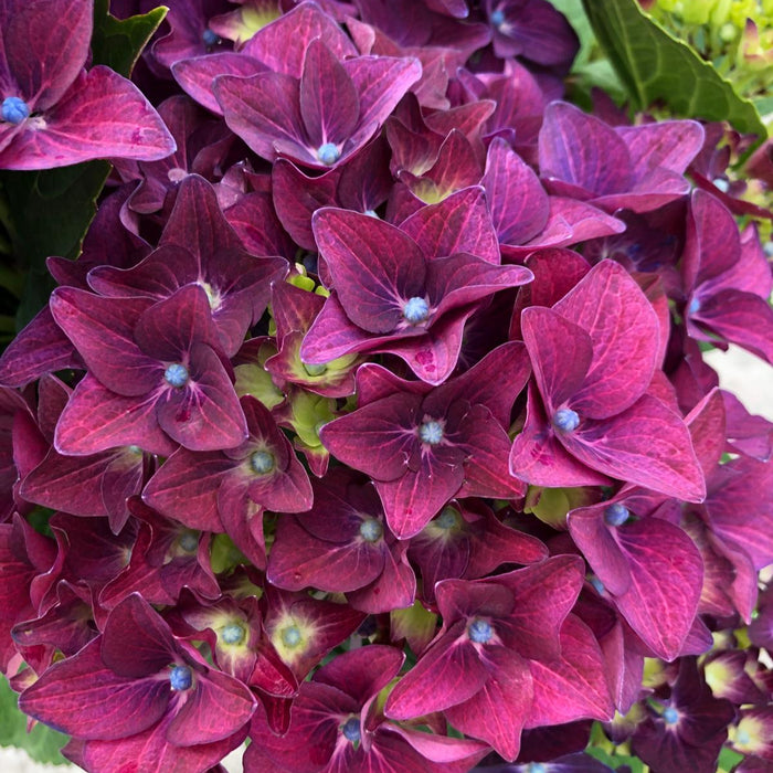 Hydrangea Mac. Deep Purple Dance 5 Litre Pot