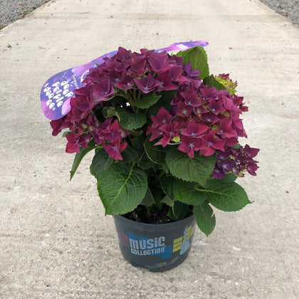Hydrangea Mac. Deep Purple Dance 5 Litre Pot