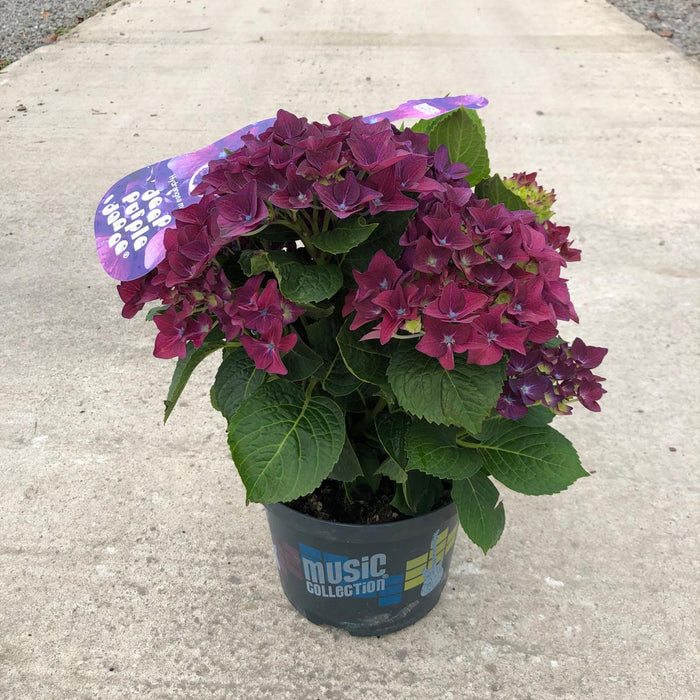 Hydrangea Mac. Deep Purple Dance 5 Litre Pot