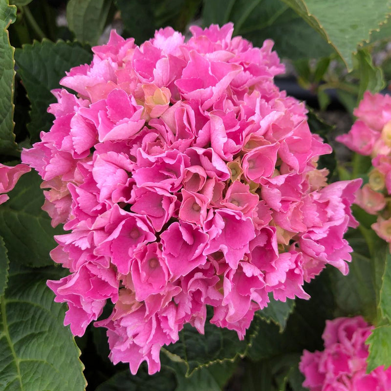 Hydrangea Magical Jewel 10 Litre Pot