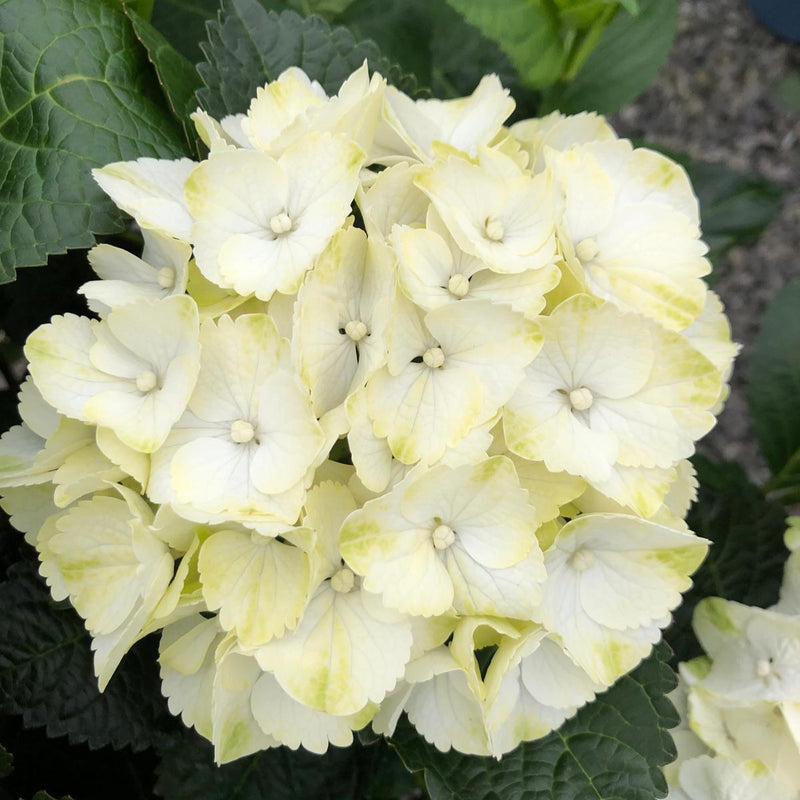 Hydrangea Mac White Ball 15 Litre Pot