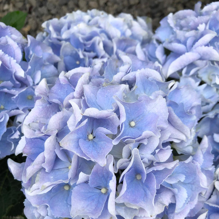 Hydrangea Mac Blue Ball 15 Litre Pot