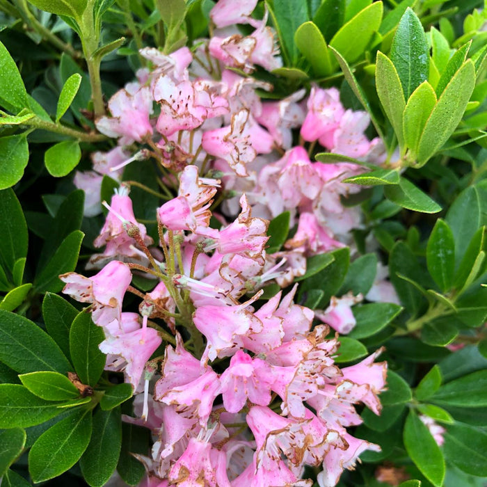 Rhododendron Bloombux Magenta Ball 5 Litre Pot