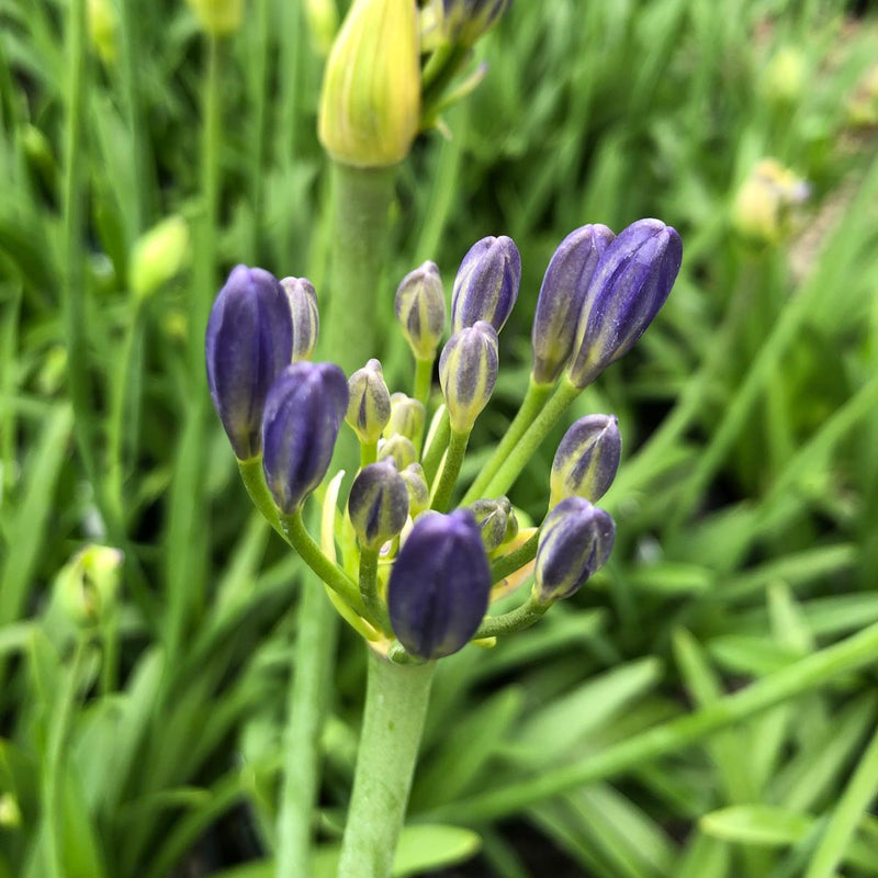 Agapanthus Charlotte Blue 12cm Pot