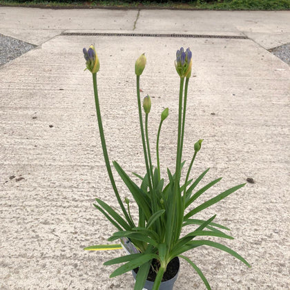Agapanthus Charlotte Blue 12cm Pot