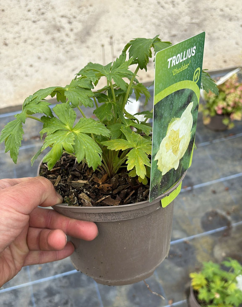 Trollius Cheddar 2 Litre Pot