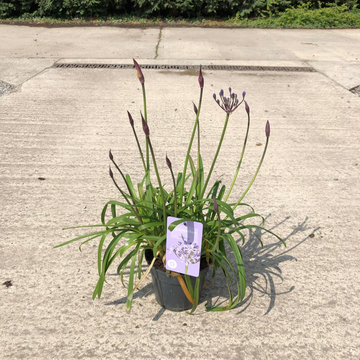 Agapanthus L'Amour D'Ete Bleu 2 Litre Pot