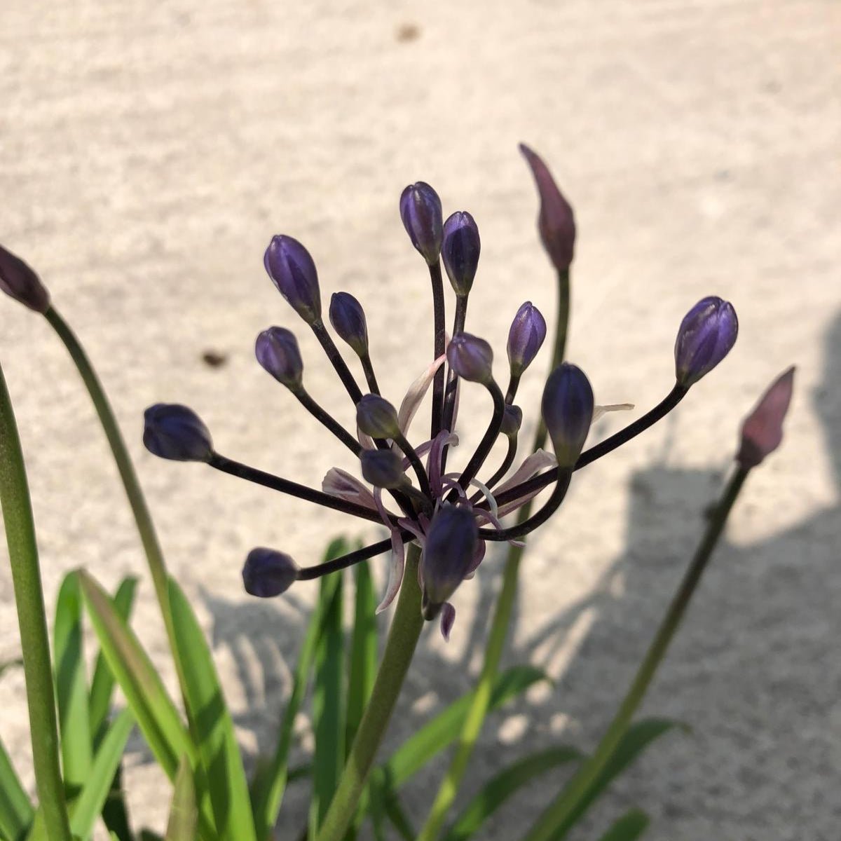 Agapanthus L'Amour D'Ete Bleu 2 Litre Pot