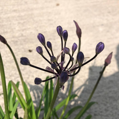 Agapanthus L'Amour D'Ete Bleu 2 Litre Pot