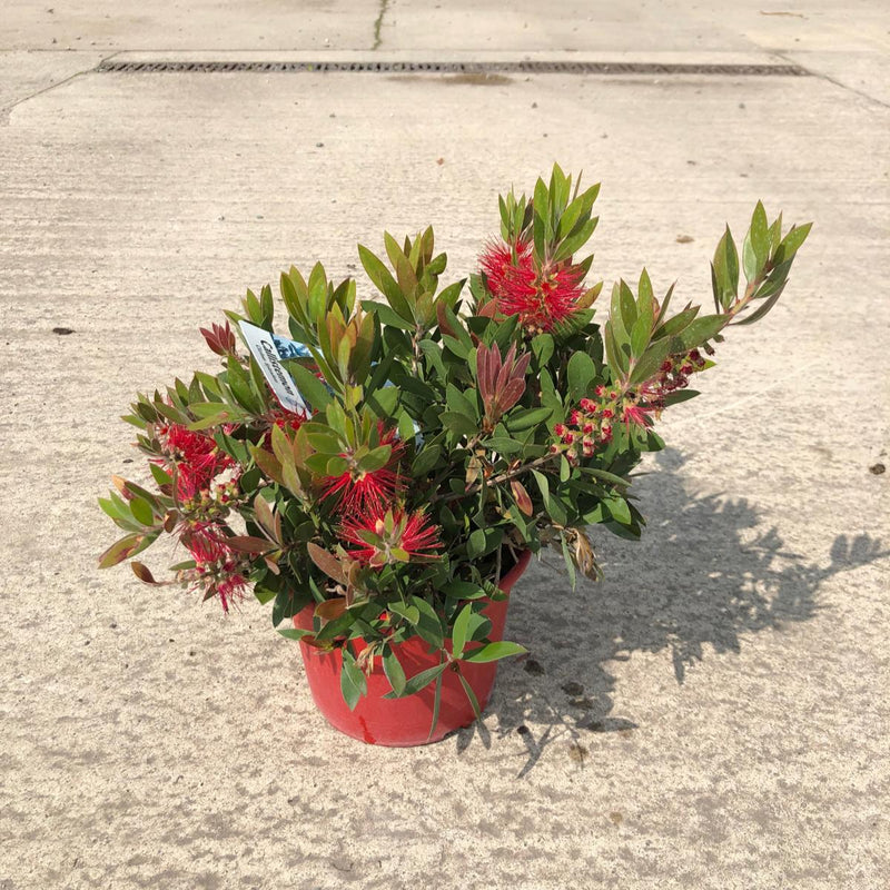 Callistemon Splendens 3 Litre Pot