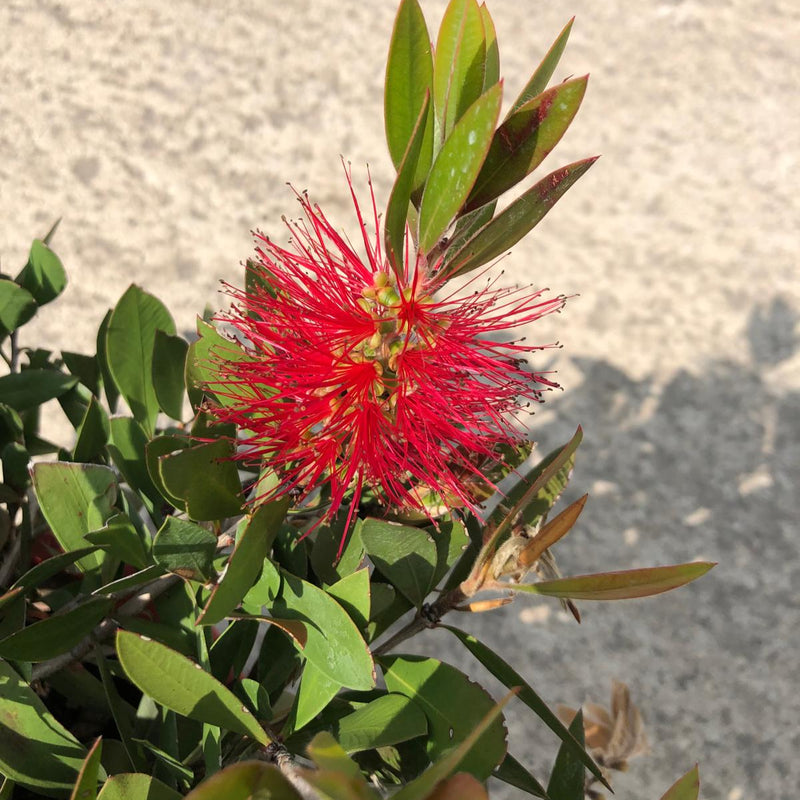 Callistemon Splendens 3 Litre Pot