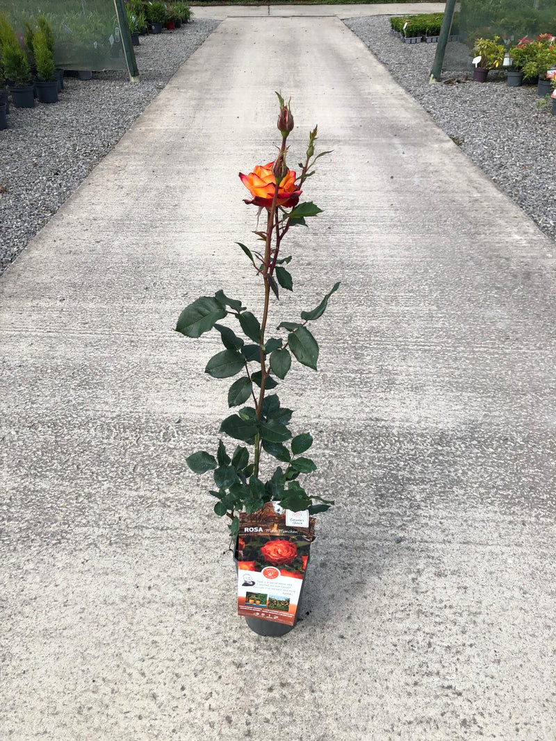 Rose Mein Munchen 3 Litre Pot