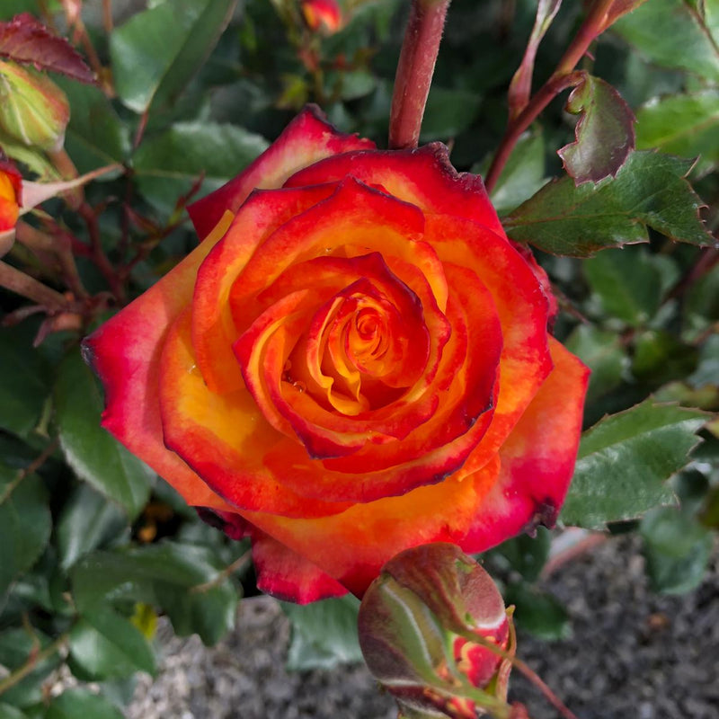 Rose Mein Munchen 3 Litre Pot