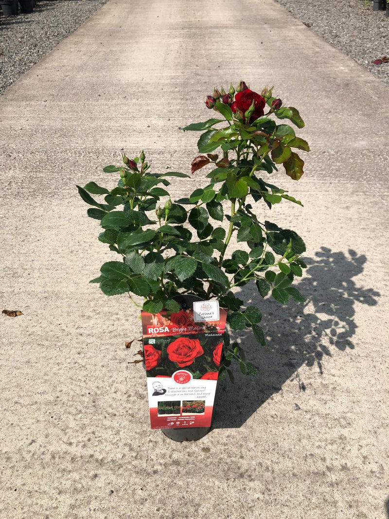 Rose Bright Meilove 3 Litre Pot