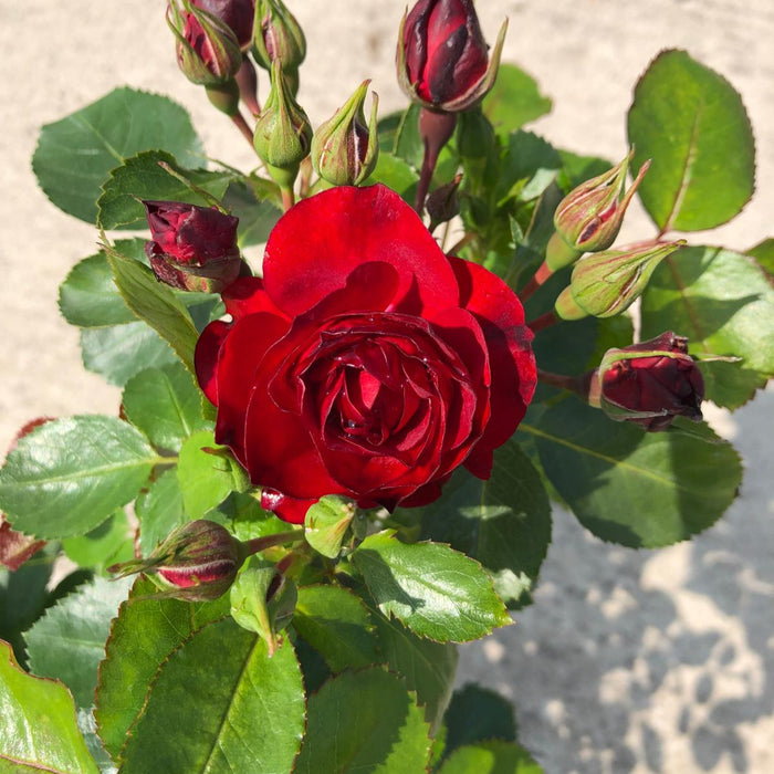 Rose Bright Meilove 3 Litre Pot