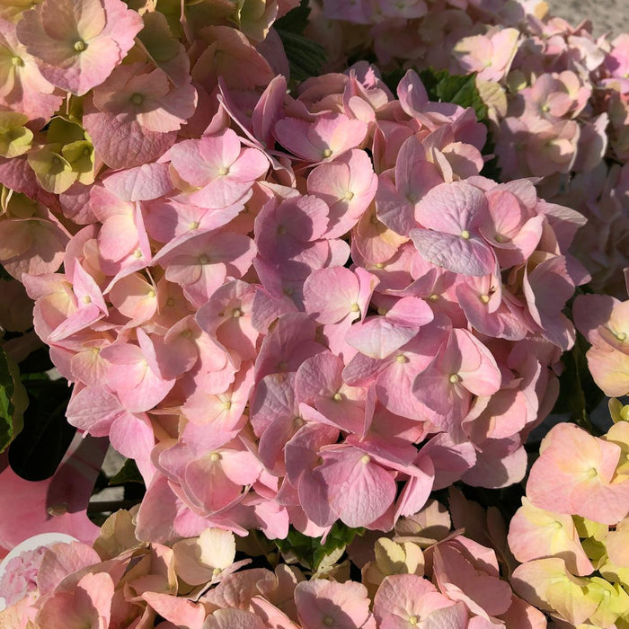 Hydrangea Mac. Soft Pink Salsa 5 Litre Pot