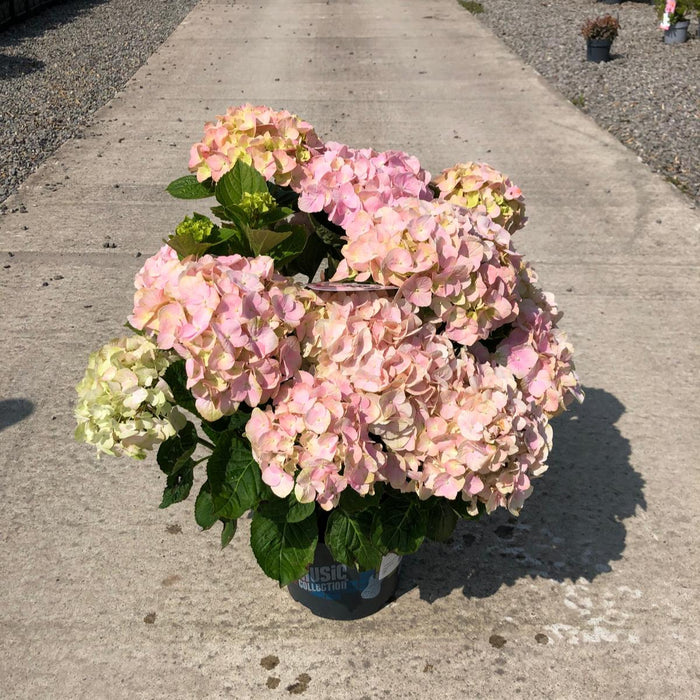 Hydrangea Mac. Soft Pink Salsa 5 Litre Pot