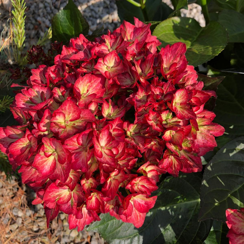 Hydrangea Magical Beauty Of Boskoop 10 Litre Pot