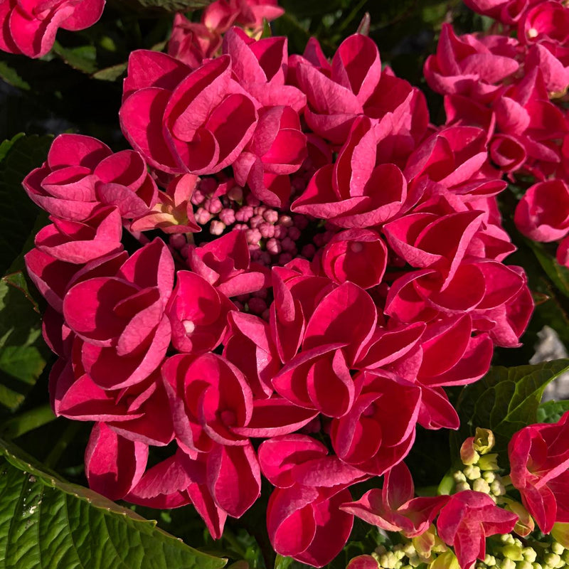 Hydrangea Magical Lady In Red 10 Litre Pot