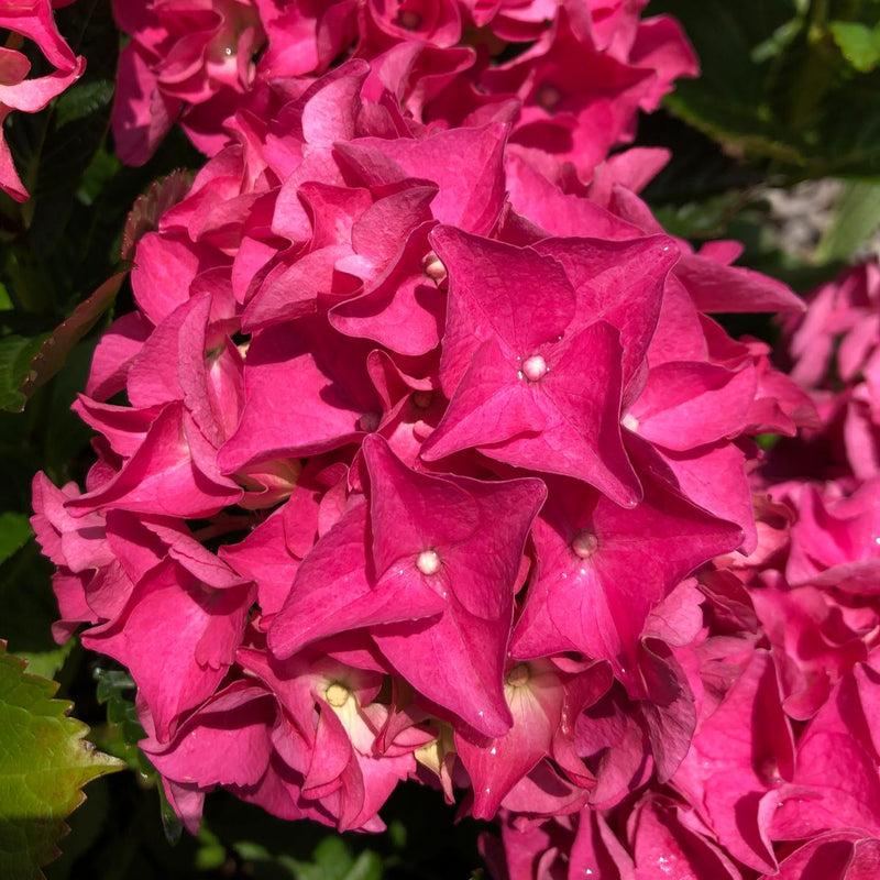 Hydrangea Mac Pink Ball 30 Litre Pot