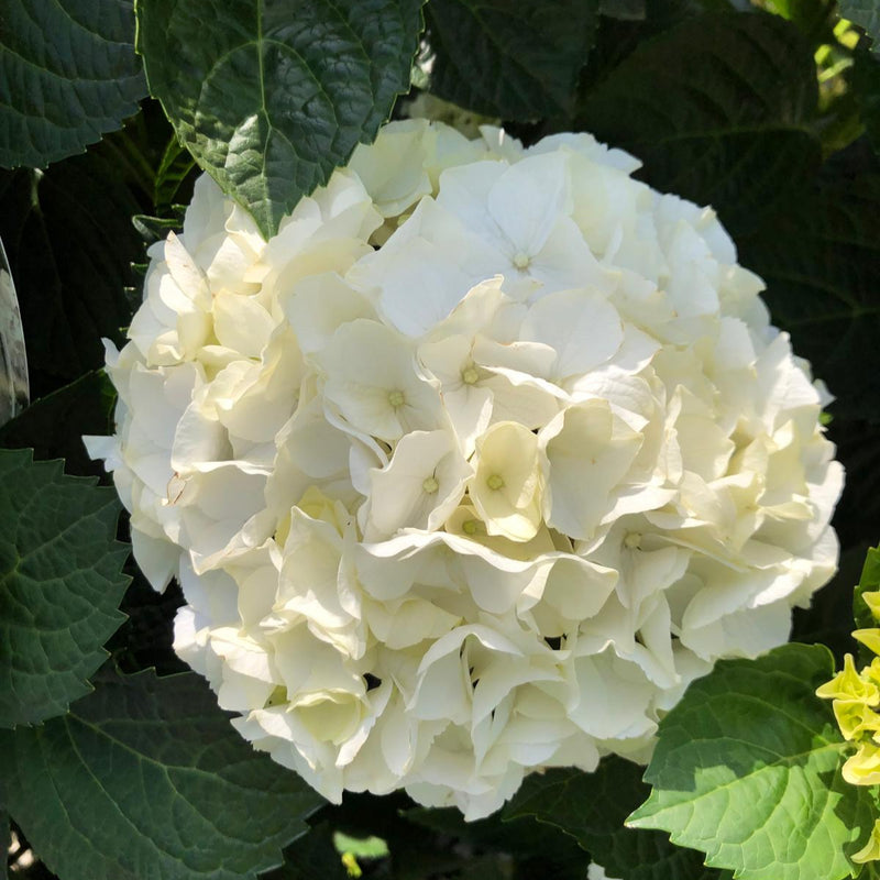 Hydrangea Mac White Ball 30 Litre Pot