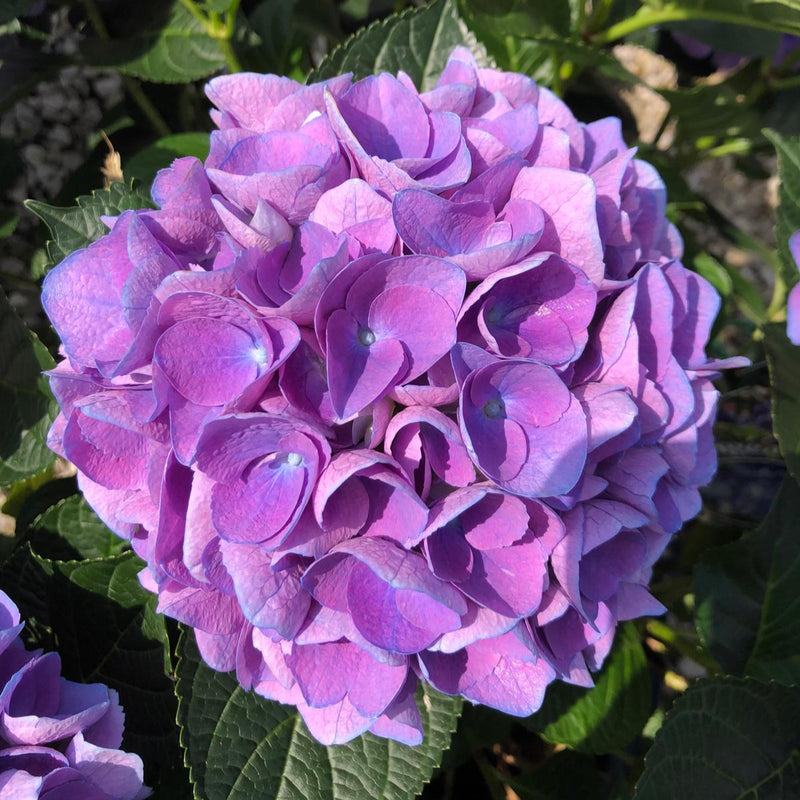 Hydrangea Mac Blue Ball 30 Litre Pot