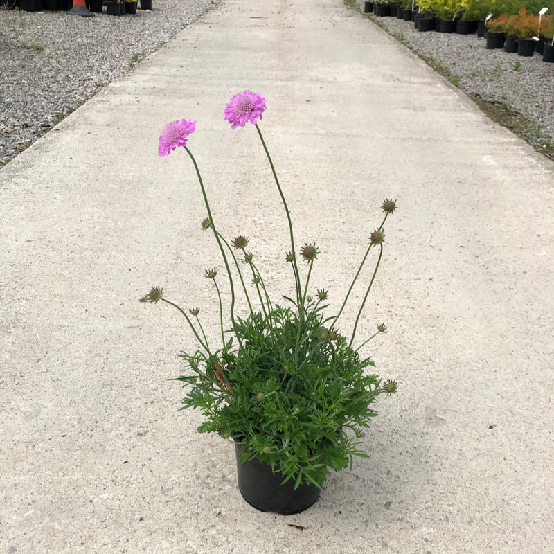 Scabiosa Pink Mist 3 Litre Pot