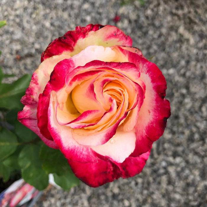Rose Double Delight 3 Litre Pot