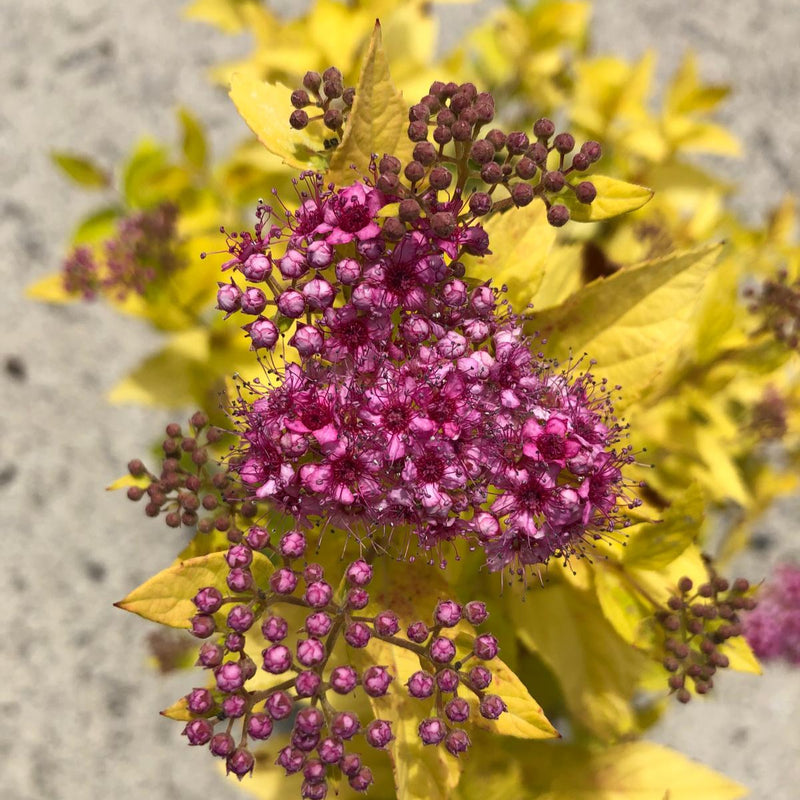 Spiraea Golden Princess 3 Litre Pot