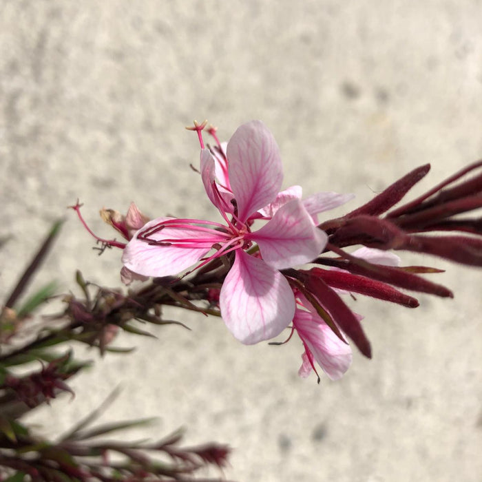 Gaura Passionate Blush 3 Litre Pot