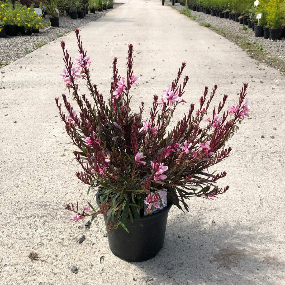 can gaura be planted in pots Gaura Passionate Blush 3 Litre Pot — Grasslands Nursery
