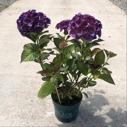 Hydrangea Black Diamonds Angel Purple 2 Litre Pot