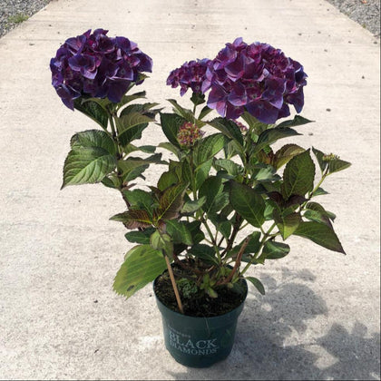 Hydrangea Black Diamonds Angel Purple 2 Litre Pot