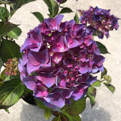 Hydrangea Black Diamonds Angel Purple 2 Litre Pot