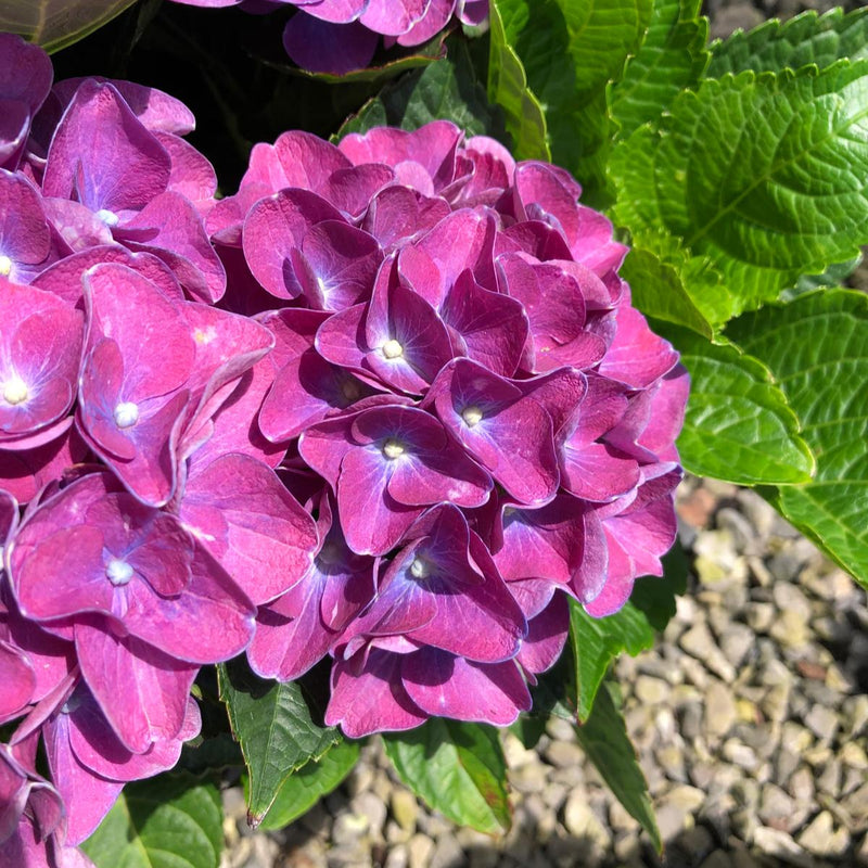 Hydrangea Mac. Boogie Woogie 5 Litre Pot