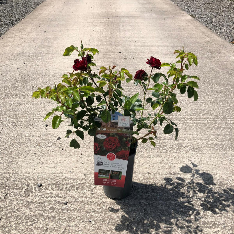 Rose Balmoral Palace 3 Litre Pot