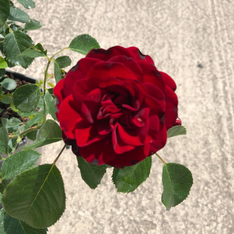 Rose Balmoral Palace 3 Litre Pot