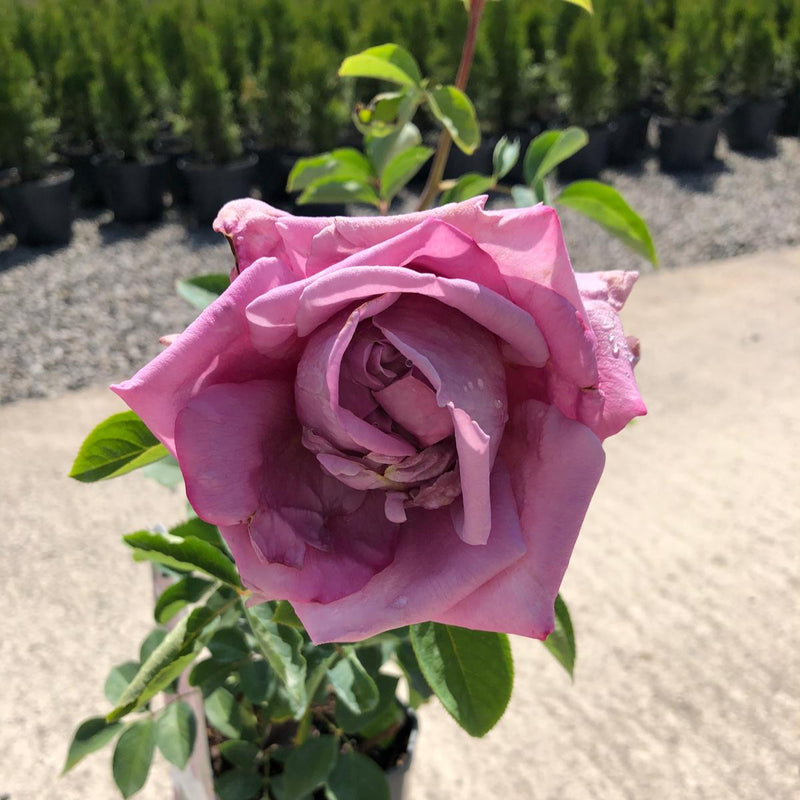 Rose Waltz Time 3 Litre Pot