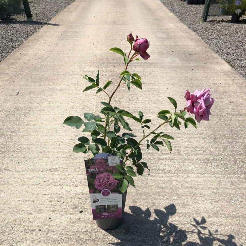 Rose Waltz Time 3 Litre Pot