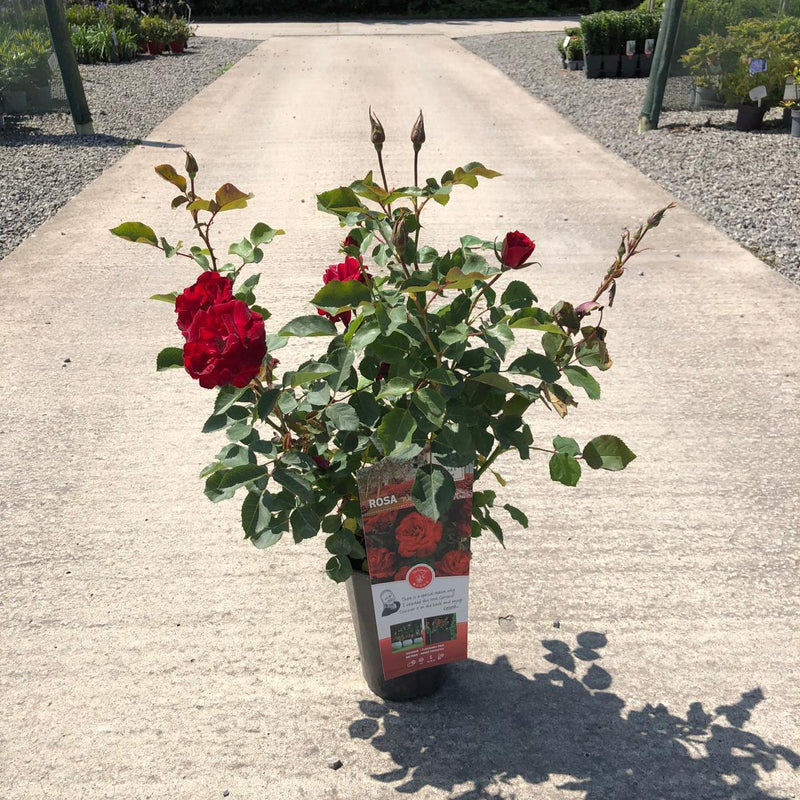 Rose Wettra 3 Litre Pot