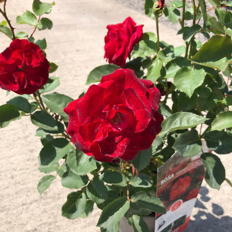 Rose Wettra 3 Litre Pot