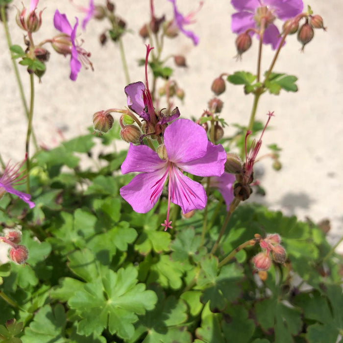 Geranium Cambridge 2 Litre Pot